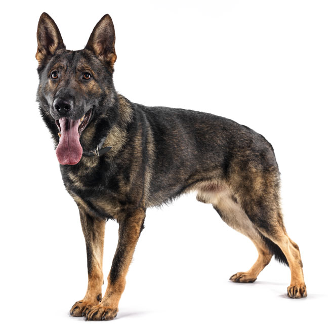 Herzgeräusche bei Hunden mit CANINEBEAT AI erkennen. 
