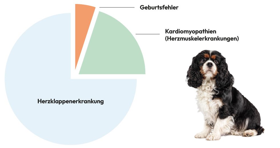 Infografik: Die häufigsten Herzerkrankungen bei Hunden. 