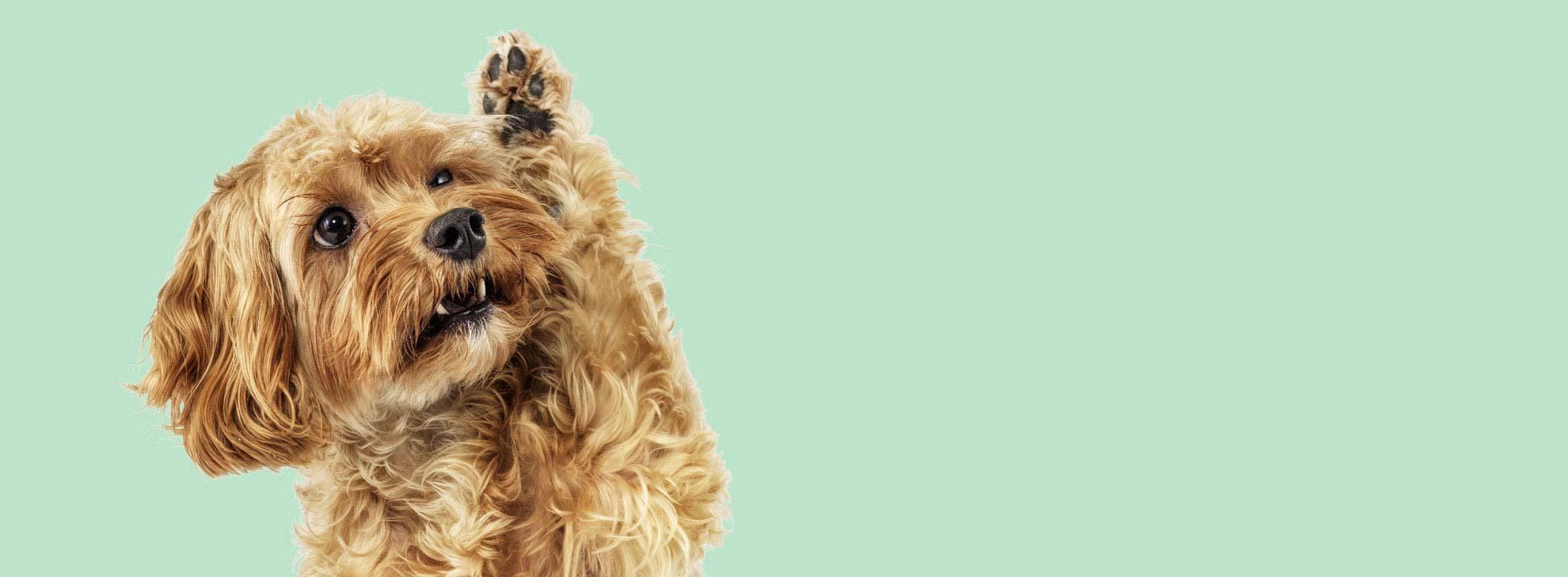 Ein Hund, der die Pfote hebt