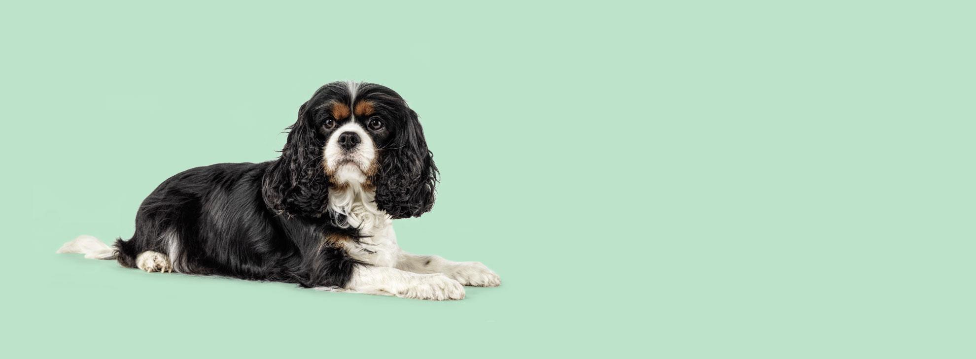 Caninebeat ai Überblick.