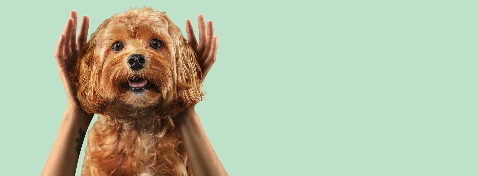 Caninebeat ai hero banner
