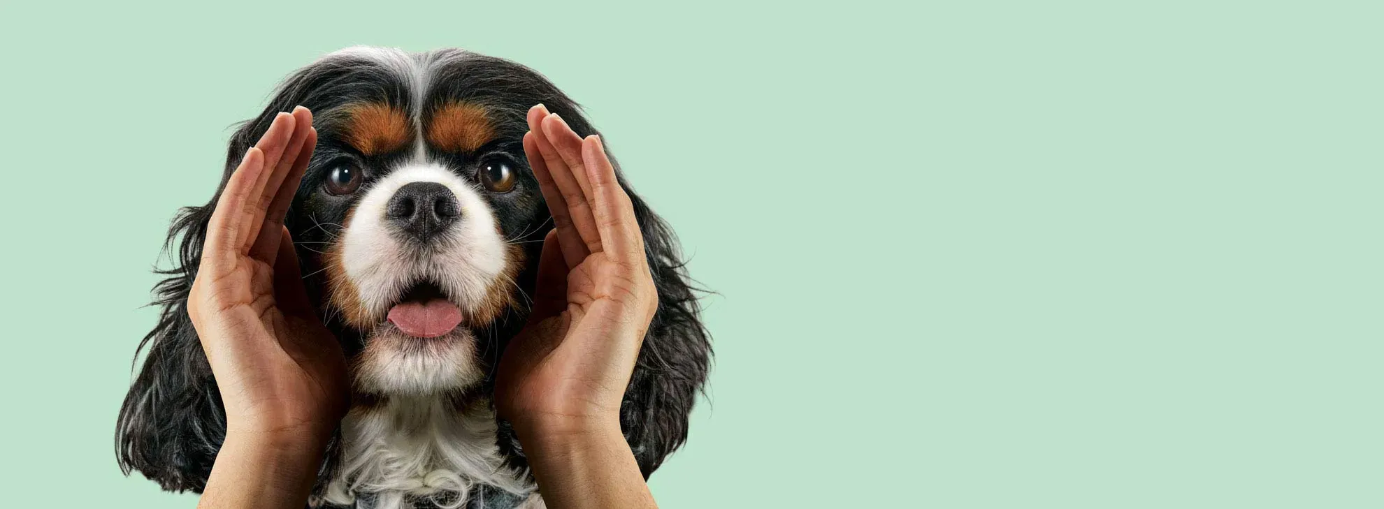 Caninebeat motiviert Tierhalter zum Handeln. Hund ruft durch Menschenhände.
