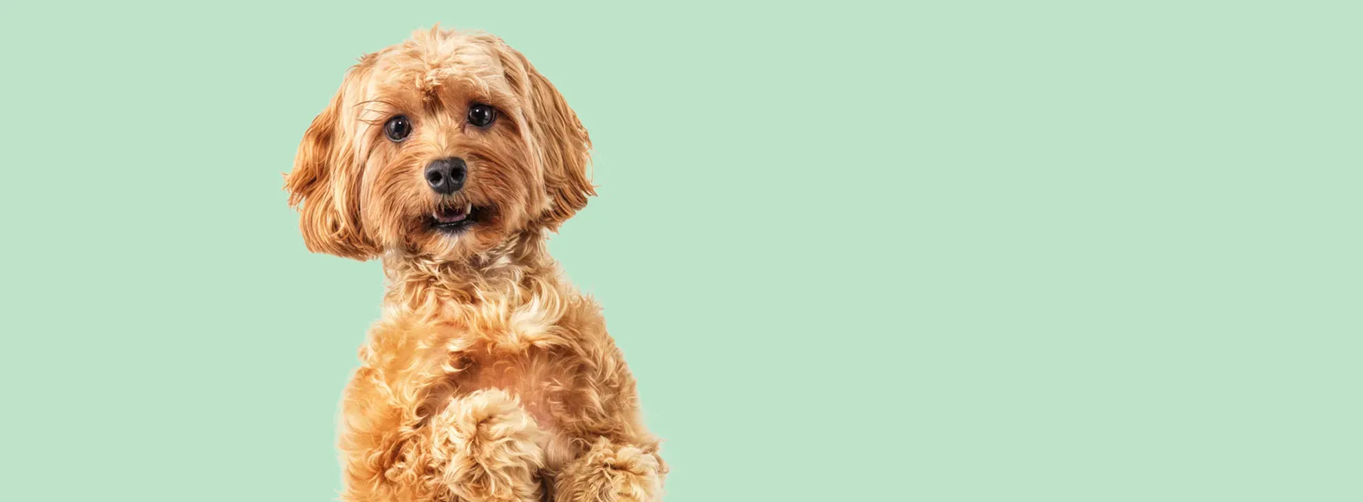 Hund macht Männchen, türkiser Hintergrund