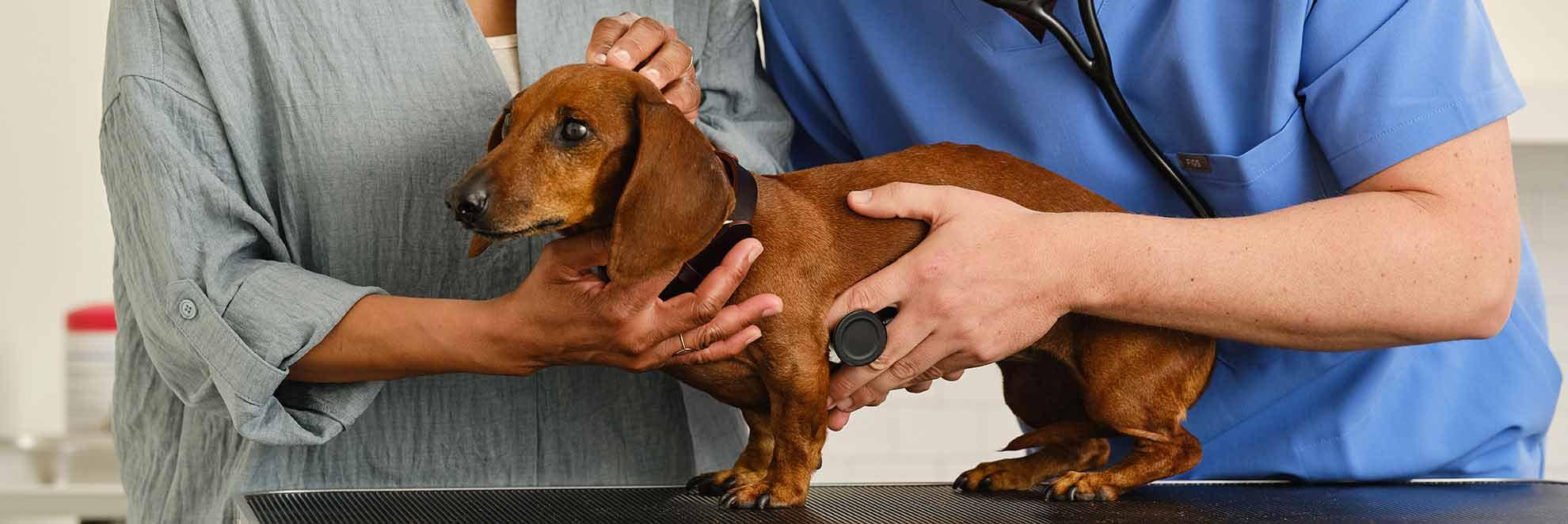Ein Tierarzt hört das Herz bei einem Dackel ab