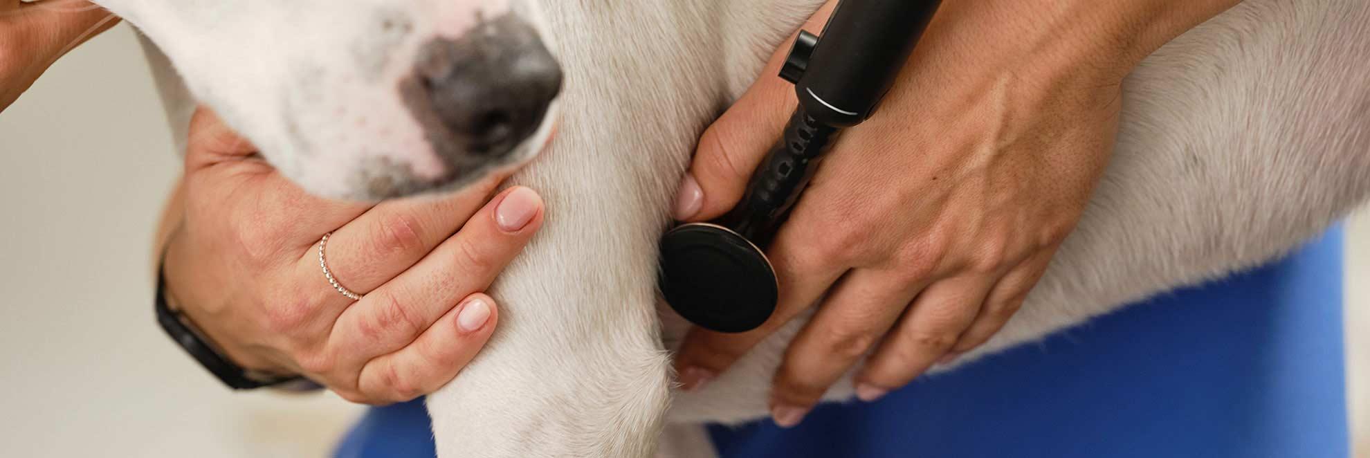 CANINEBEAT® AI Hund bei Herzuntersuchung