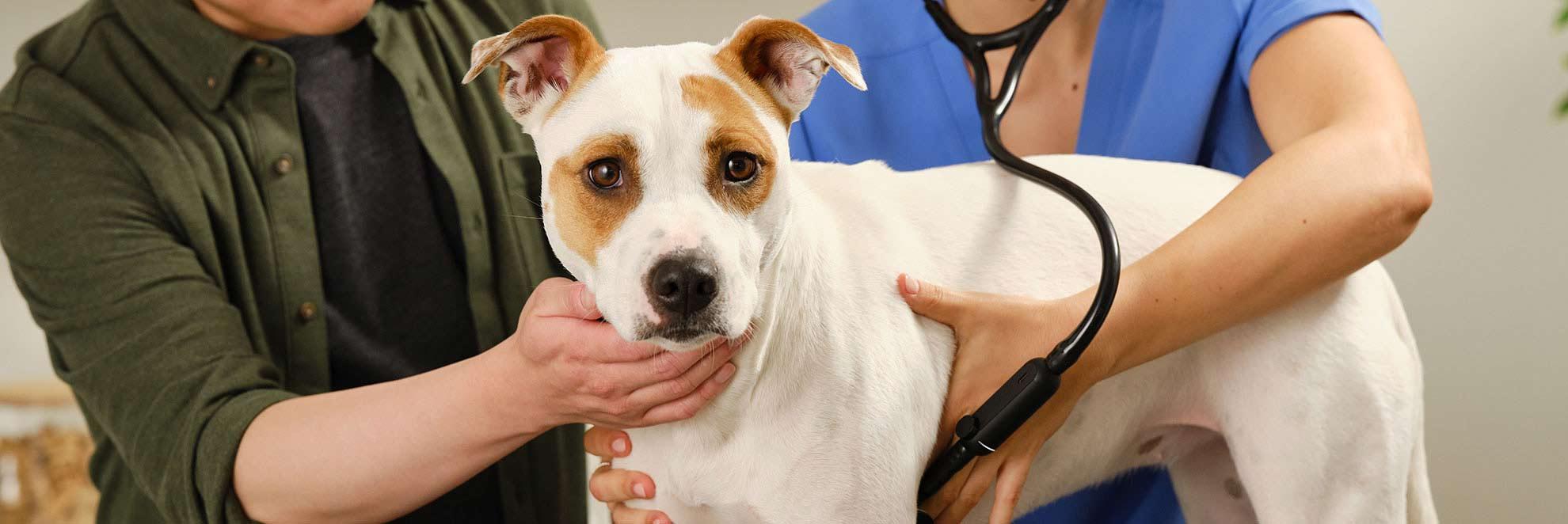 Tierarzt untersucht Hund mit Stethoskop