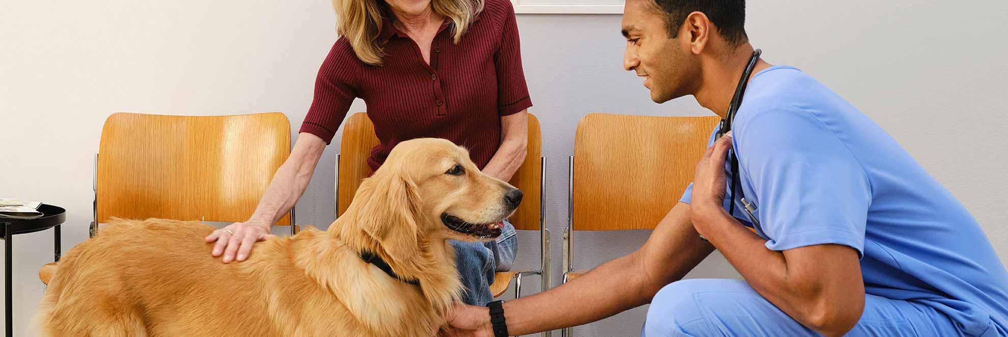 Ein Tierarzt streichelt einen Golden Retriever zusammen mit dessen Besitzer