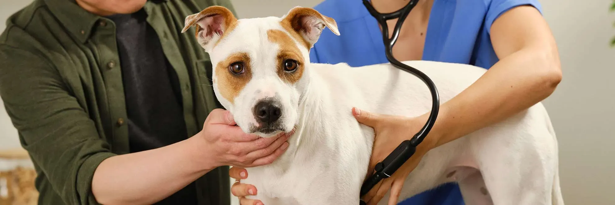 Tierärztin hört Herzgeräusche beim Hund ab.