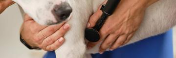 CANINEBEAT® AI Hund bei Herzuntersuchung