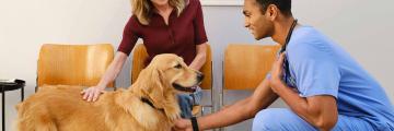 Ein Tierarzt streichelt einen Golden Retriever zusammen mit dessen Besitzer