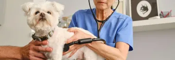Eine Tierärztin prüft die Herzgeräusche bei einem Hund