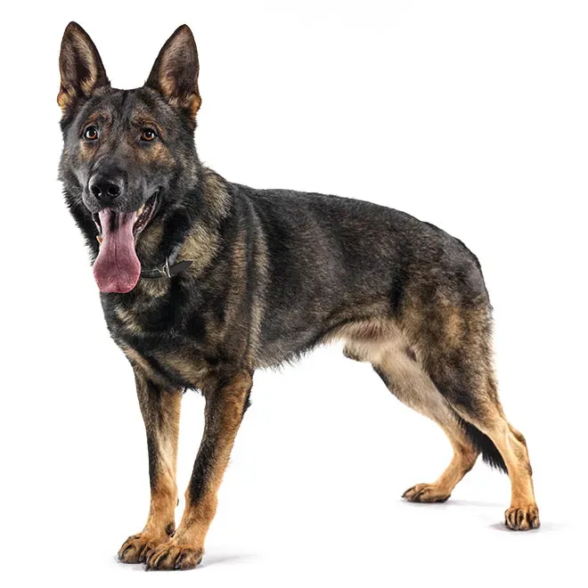 Schäferhund auf weißem Hintergrund