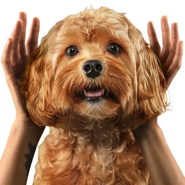 Vorteile von Eko Vet+ CANINEBEAT AI