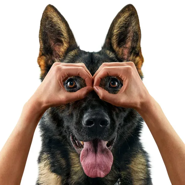 Vorteile von Eko Vet+ CANINEBEAT AI