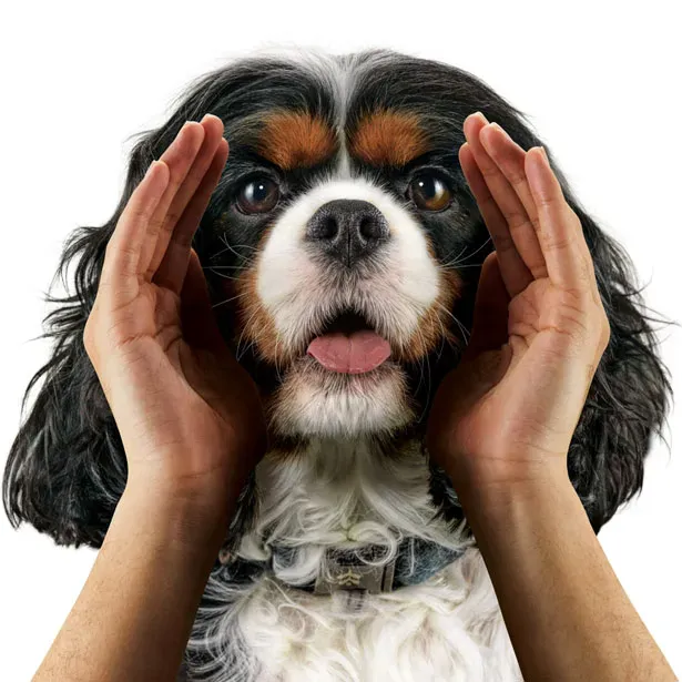 Vorteile von Eko Vet+ CANINEBEAT AI